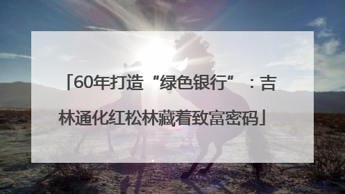 60年打造“绿色银行”：吉林通化红松林藏着致富密码